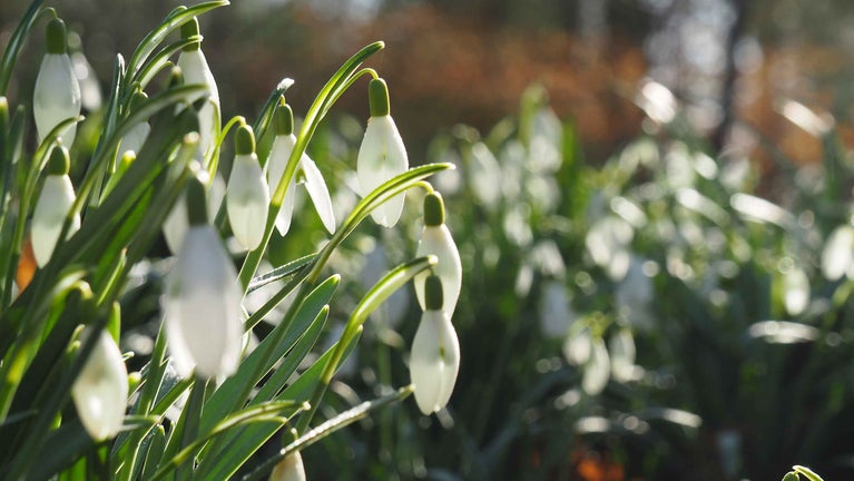 Close up of snowdrops at Knightshayes